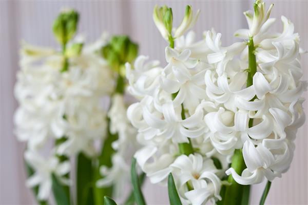 风信子有什么花语，白色风信子代表单纯爱恋