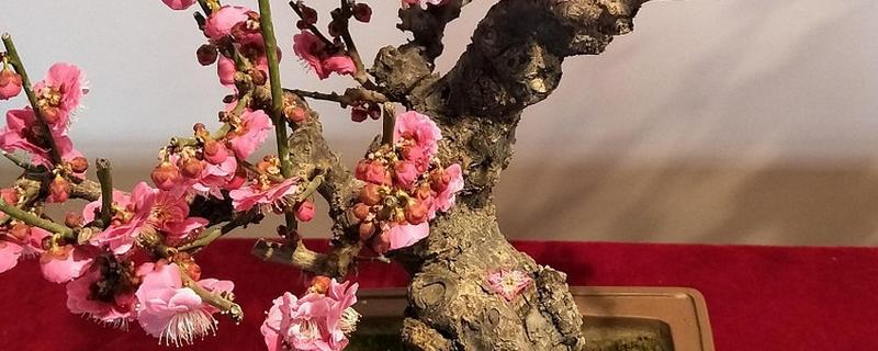 移栽梅花多久生根，一个月就能生根