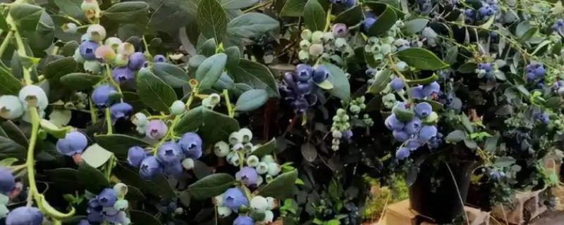蓝莓有哪几个品种，常见的有高丛蓝莓、半高丛蓝莓等