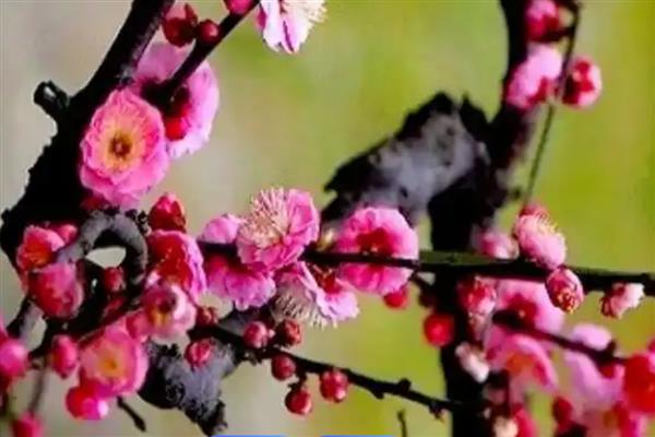 移栽梅花多久生根，一个月就能生根