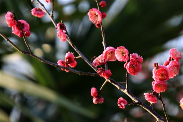 移栽梅花多久生根，一个月就能生根