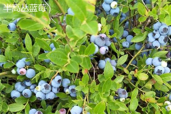 蓝莓有哪几个品种，常见的有高丛蓝莓、半高丛蓝莓等