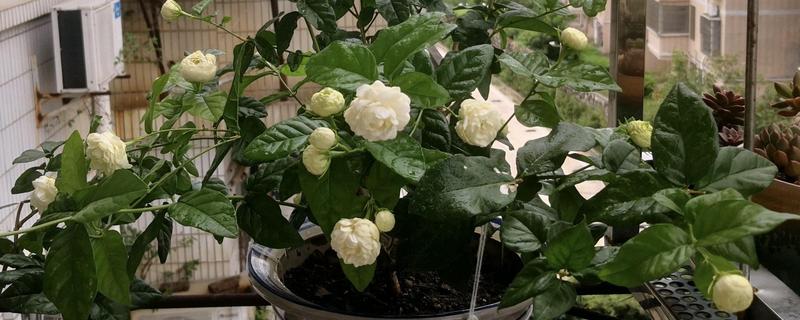 冬天怎么养茉莉花，日常养护时要减少浇水量