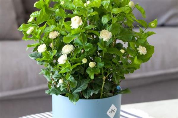 冬天怎么养茉莉花，日常养护时要减少浇水量