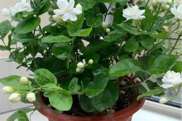 冬天怎么养茉莉花，日常养护时要减少浇水量
