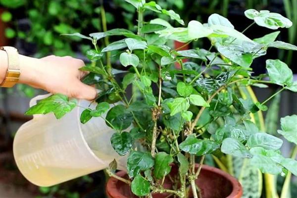 冬天怎么养茉莉花，日常养护时要减少浇水量