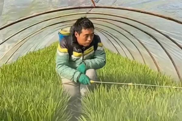 韭菜灰霉病危害症状，主要为害韭菜叶片