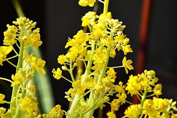 白菜花有什么特征，其直径为1.2-1.5厘米左右