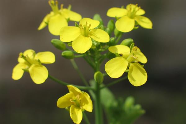 白菜花有什么特征，其直径为1.2-1.5厘米左右