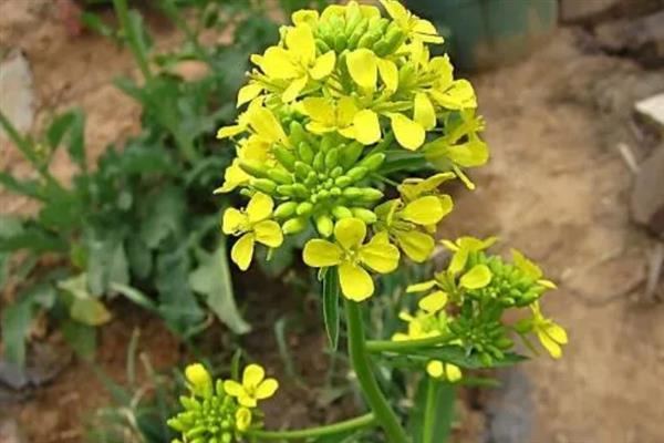 白菜花有什么特征，其直径为1.2-1.5厘米左右