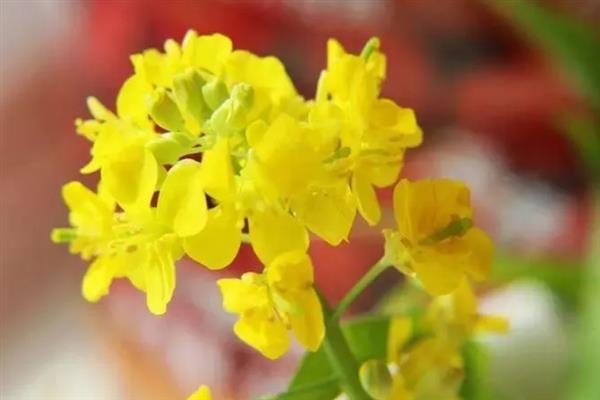 白菜花有什么特征，其直径为1.2-1.5厘米左右