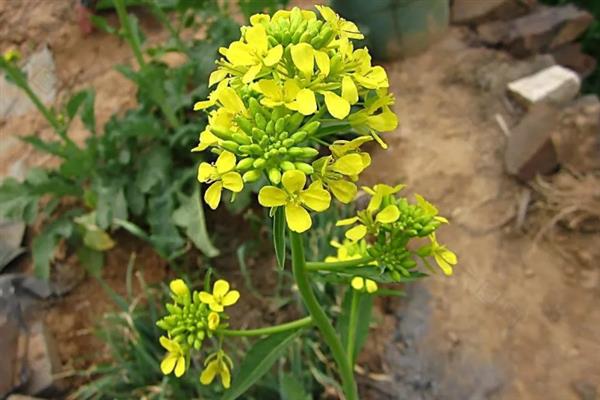 白菜花有什么特征，其直径为1.2-1.5厘米左右