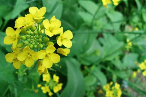 白菜花有什么特征，其直径为1.2-1.5厘米左右