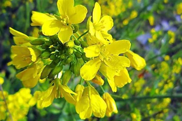 白菜花有什么特征，其直径为1.2-1.5厘米左右