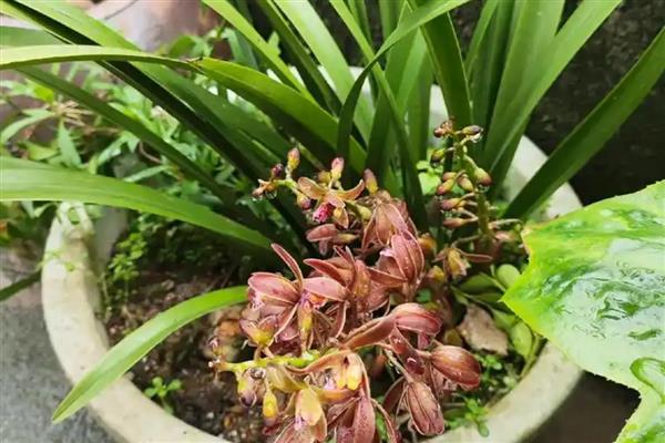 蜜蜂兰在几月开花，每年的3-8月开花