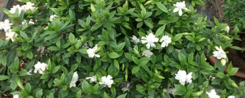 栀子花秋季怎么分株，洗净根部泥土后再从母株上剪下分蘗苗