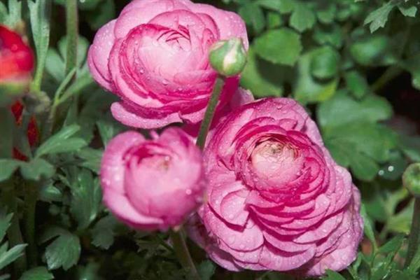 花毛莨花的养殖方法，要按照干透浇透的原则浇水