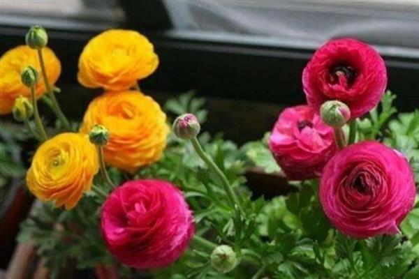花毛莨花的养殖方法，要按照干透浇透的原则浇水