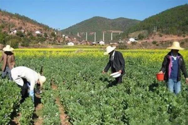 茴香豆是哪种豆，就是蚕豆