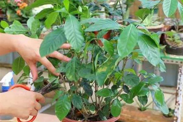 栀子花秋季怎么分株，洗净根部泥土后再从母株上剪下分蘗苗