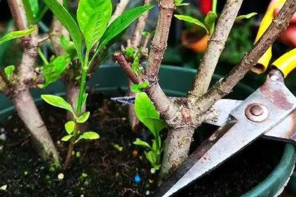 栀子花秋季怎么分株，洗净根部泥土后再从母株上剪下分蘗苗