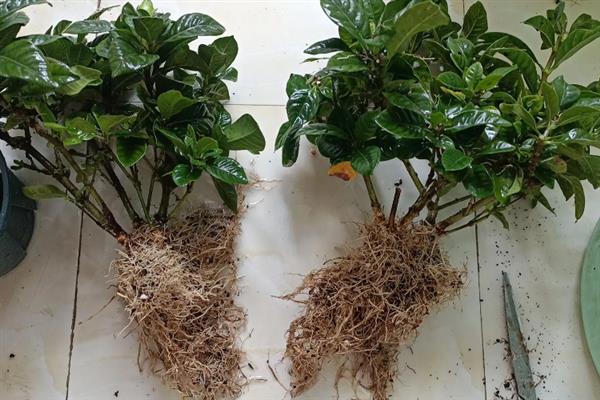 栀子花秋季怎么分株，洗净根部泥土后再从母株上剪下分蘗苗