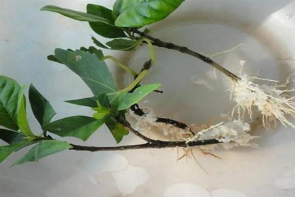 栀子花秋季怎么分株，洗净根部泥土后再从母株上剪下分蘗苗