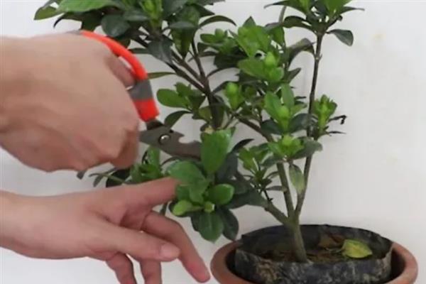 栀子花秋季怎么分株，洗净根部泥土后再从母株上剪下分蘗苗