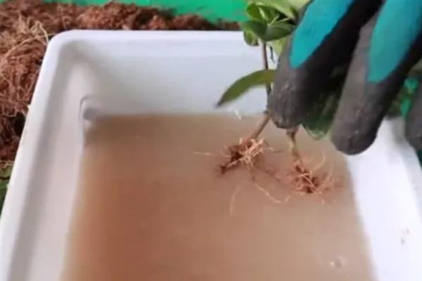 栀子花秋季怎么分株，洗净根部泥土后再从母株上剪下分蘗苗