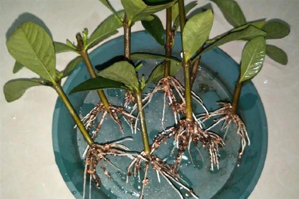栀子花秋季怎么分株，洗净根部泥土后再从母株上剪下分蘗苗