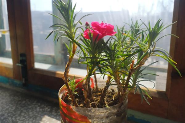 康乃馨盆栽花后怎么养，花谢后需适当修剪