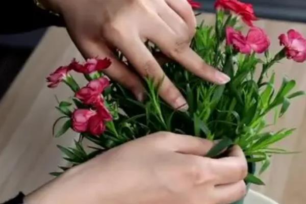 康乃馨盆栽花后怎么养，花谢后需适当修剪