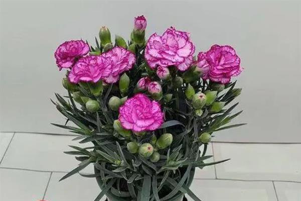 康乃馨盆栽花后怎么养，花谢后需适当修剪