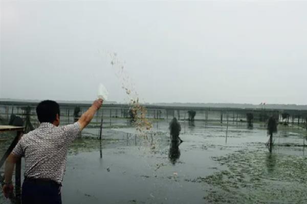 大闸蟹怎么养殖，夏季每隔半个月泼洒一次生石灰