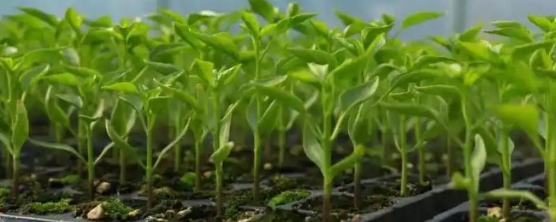 夏季蔬菜育苗要注意什么，及时分苗间苗可让秧苗更粗壮