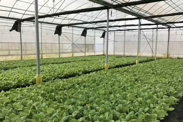 夏季蔬菜育苗要注意什么，及时分苗间苗可让秧苗更粗壮