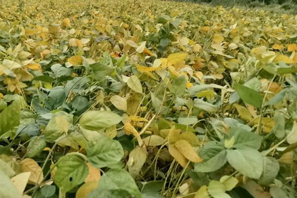 大豆播种后过多长时间才能收获，北方春大豆区域一般在9月份收获