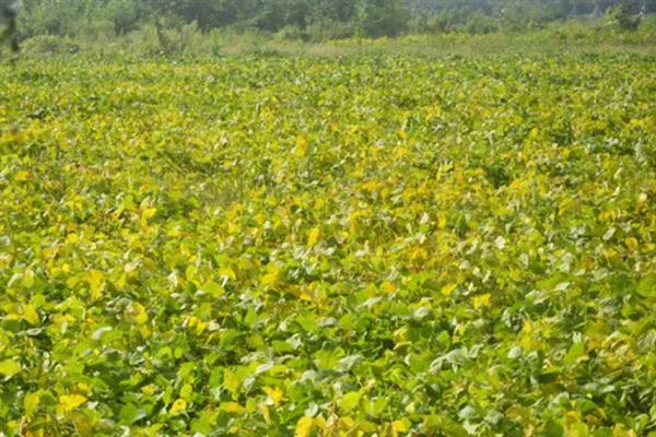 大豆播种后过多长时间才能收获，北方春大豆区域一般在9月份收获