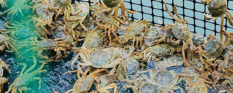 大闸蟹怎么养殖，夏季每隔半个月泼洒一次生石灰