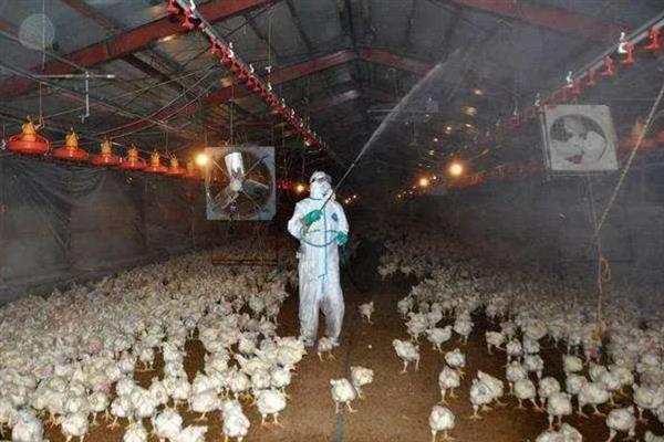 鸡舍的消毒间隔，养殖蛋鸡每周至少消毒一次