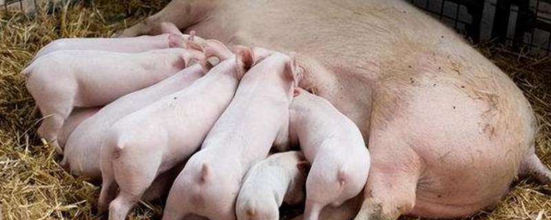 母猪没奶如何解决，乳房干瘪的母猪可饲喂催乳饲料