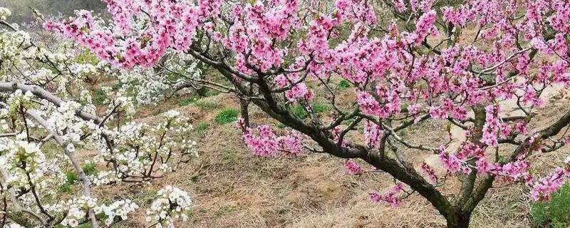桃树秋天开花的原因，多是因为管理不当所造成的