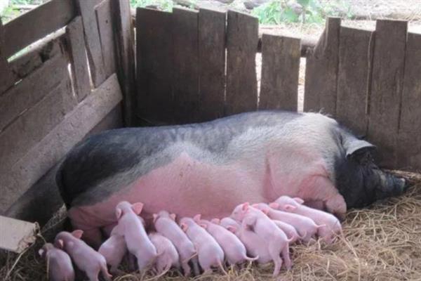 母猪没奶如何解决，乳房干瘪的母猪可饲喂催乳饲料