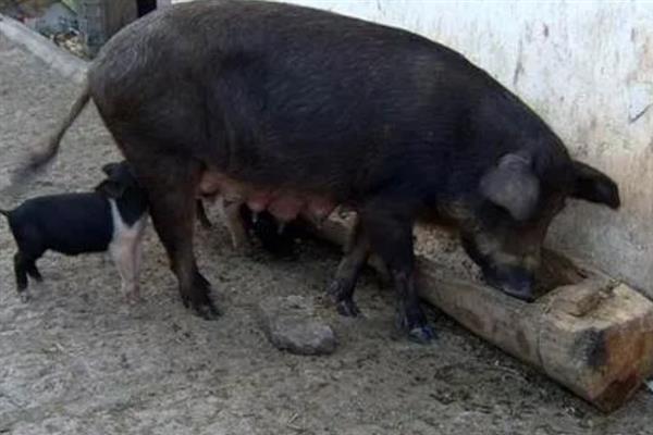 母猪没奶如何解决，乳房干瘪的母猪可饲喂催乳饲料
