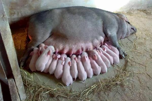 母猪没奶如何解决，乳房干瘪的母猪可饲喂催乳饲料
