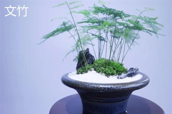 哪些植物适合送老师，可选择君子兰、文竹、康乃馨等品种