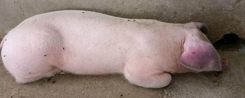 猪高烧不退的原因，发生猪瘟时可注射猪瘟兔化弱毒疫苗