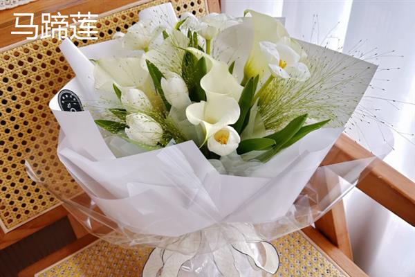 哪些植物适合送老师，可选择君子兰、文竹、康乃馨等品种