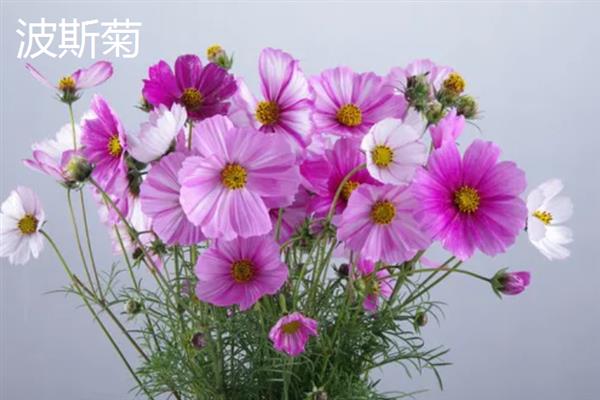 哪些植物适合送老师，可选择君子兰、文竹、康乃馨等品种