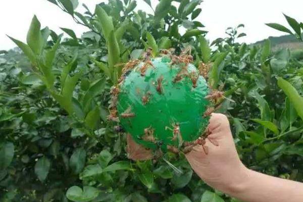 怎么防治大实蝇，成虫盛发期可喷施晶体敌百虫等药物